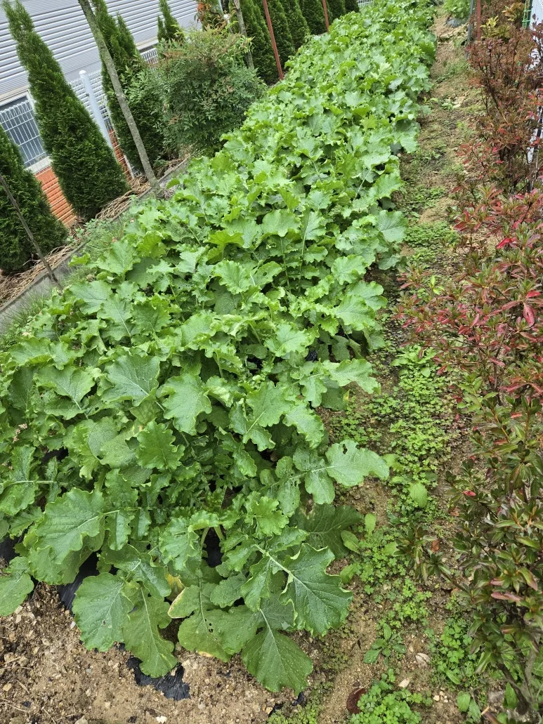 KakaoTalk_20241010_210747052_10.jpg?type=w773