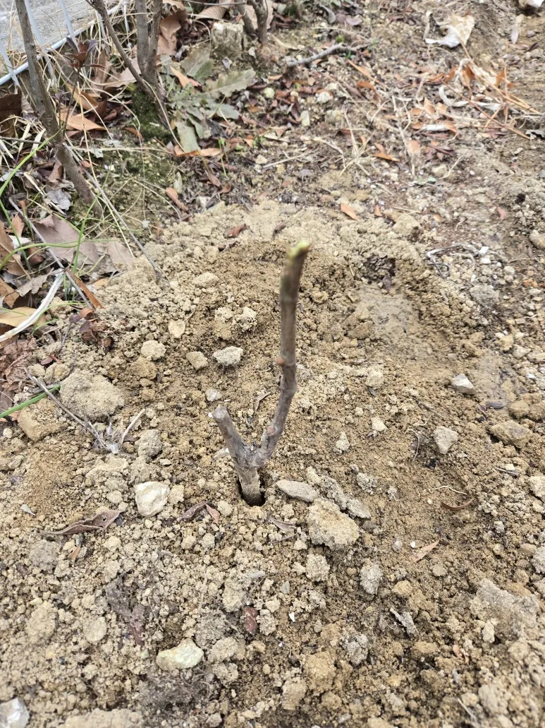 KakaoTalk_20250318_103705379_10.jpg?type=w773