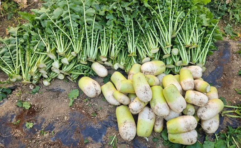 SE-04947037-741f-4365-ad1a-02ff742b260b.jpg?type=w773