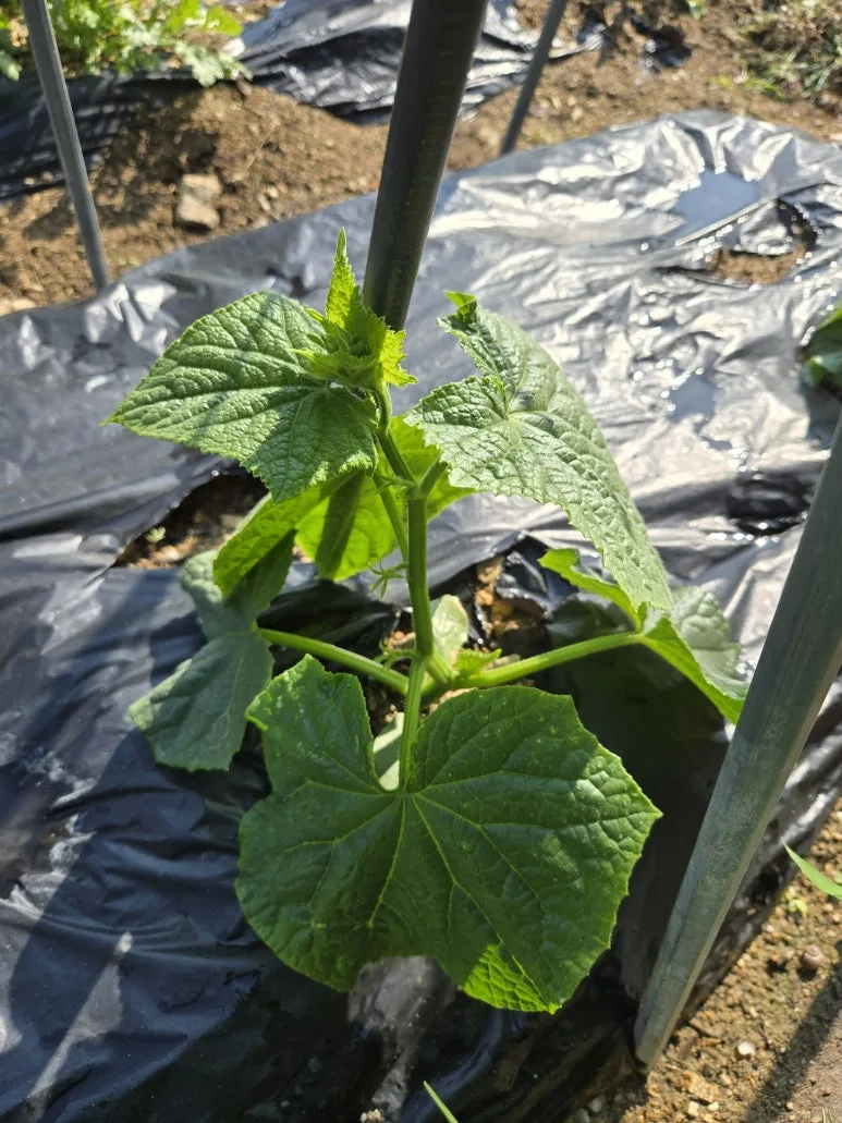 KakaoTalk_20250526_215558562_03.jpg?type=w773