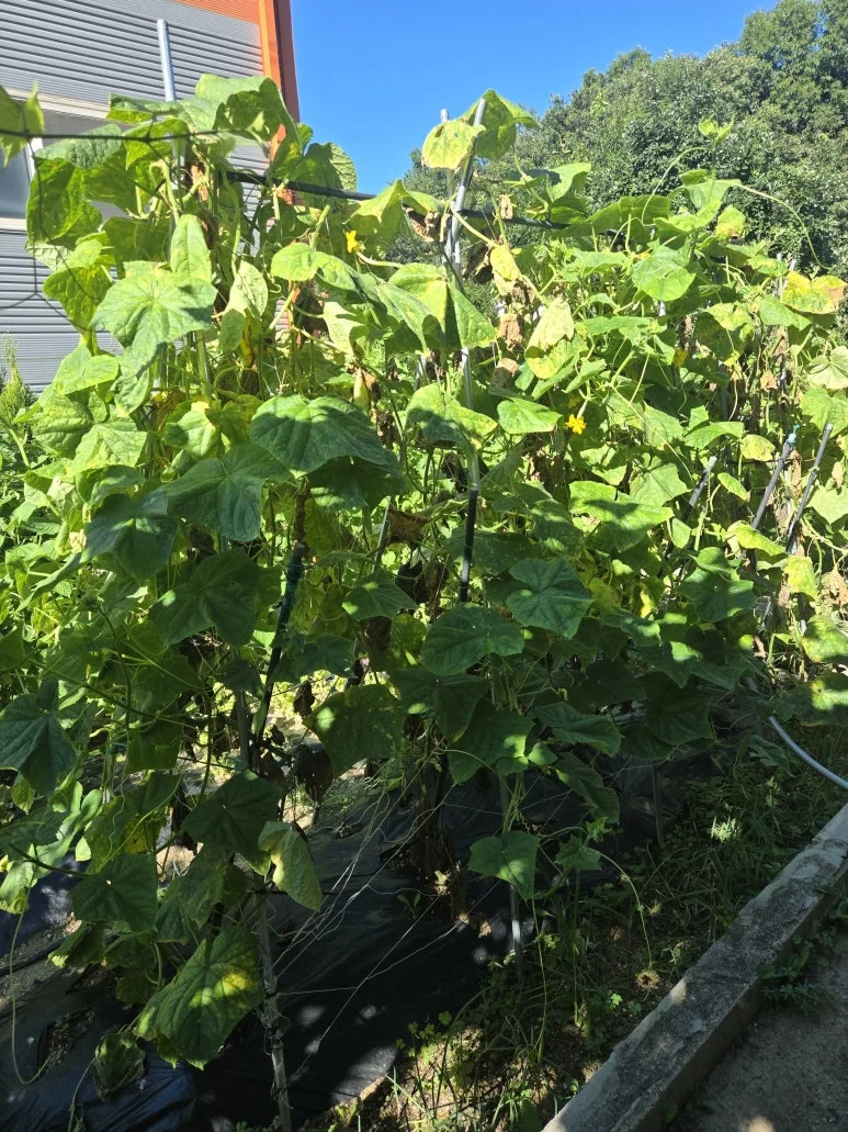 KakaoTalk_20250727_173346412_09.jpg?type=w773