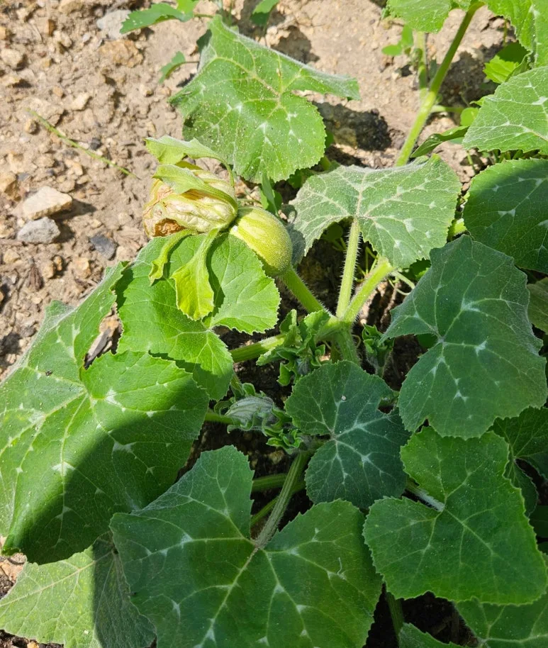 SE-afa1f14d-af35-4d3b-86ca-d943ebfc58df.jpg?type=w773