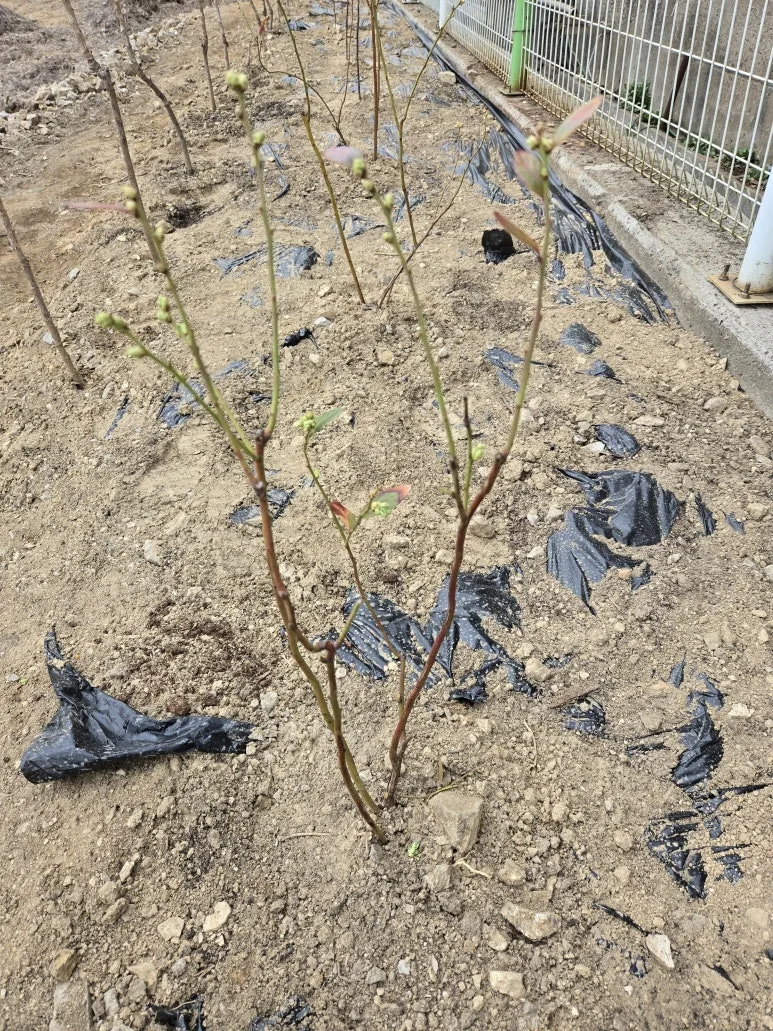 KakaoTalk_20250318_103705379_11.jpg?type=w773