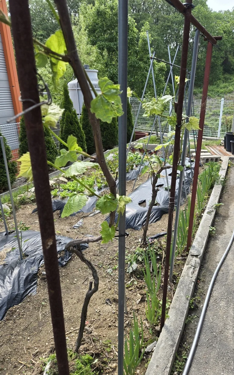 KakaoTalk_20250511_212312837_17.jpg?type=w773