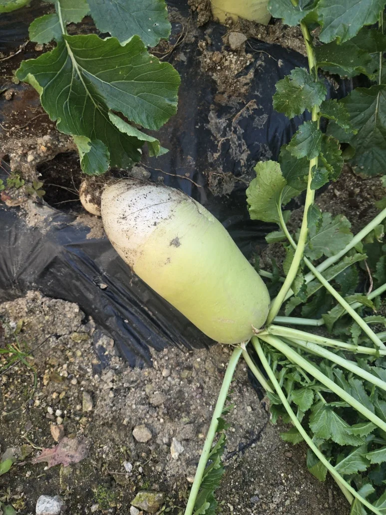 KakaoTalk_20251115_164541505_02.jpg?type=w773