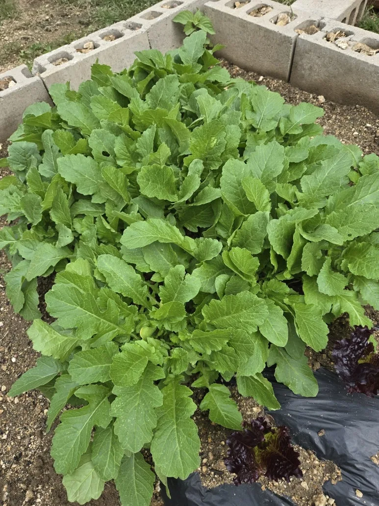 KakaoTalk_20250511_212312837_23.jpg?type=w773