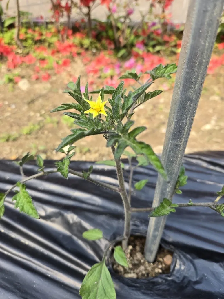 KakaoTalk_20250511_212312837_11.jpg?type=w773