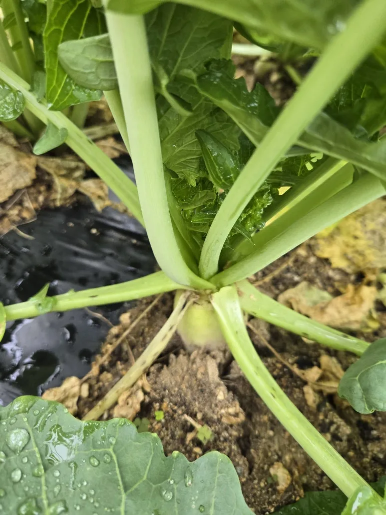 KakaoTalk_20241010_210747052_05.jpg?type=w773