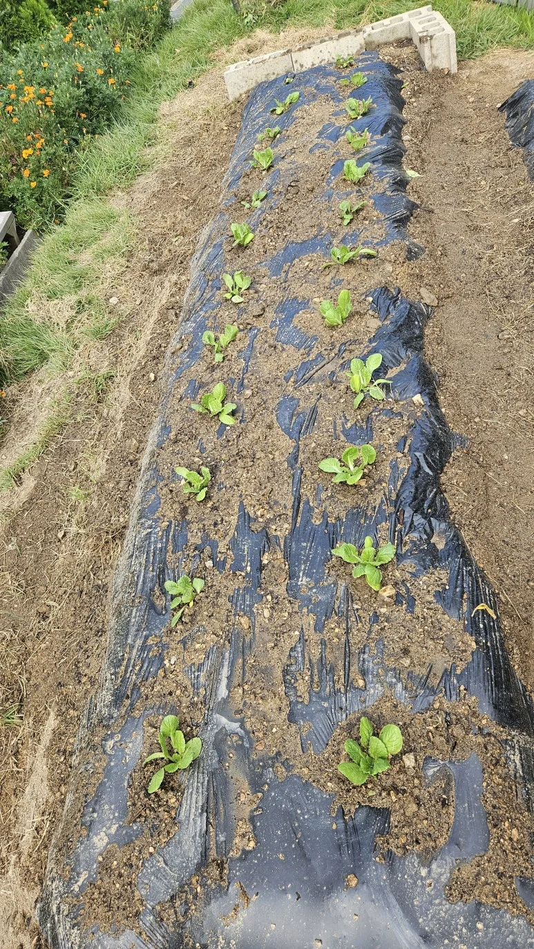 KakaoTalk_20240901_161852965_01.jpg?type=w773