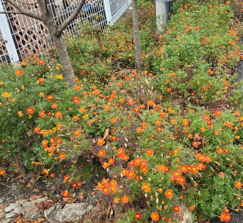 KakaoTalk_20241010_210747052.jpg?type=w773