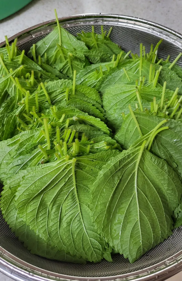 KakaoTalk_20240815_204938940_17.jpg?type=w773