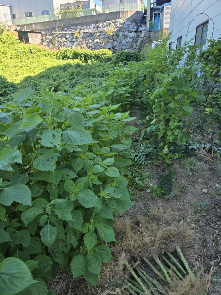 KakaoTalk_20250727_173346412_05.jpg?type=w773