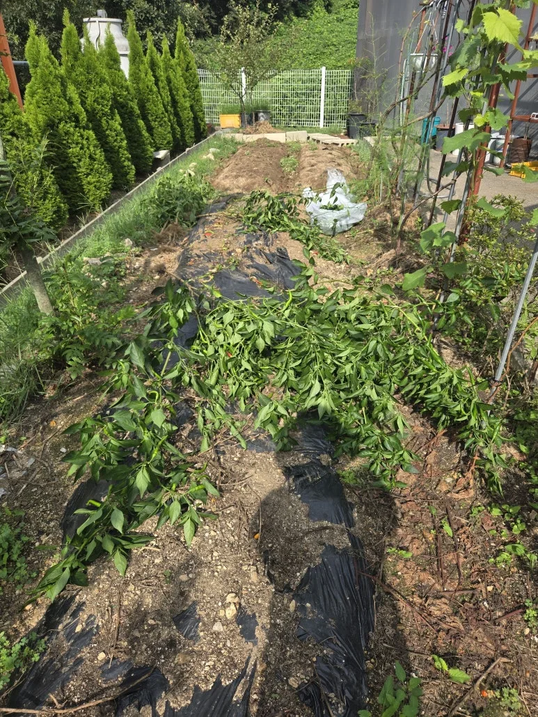 KakaoTalk_20250831_200757766_17.jpg?type=w773