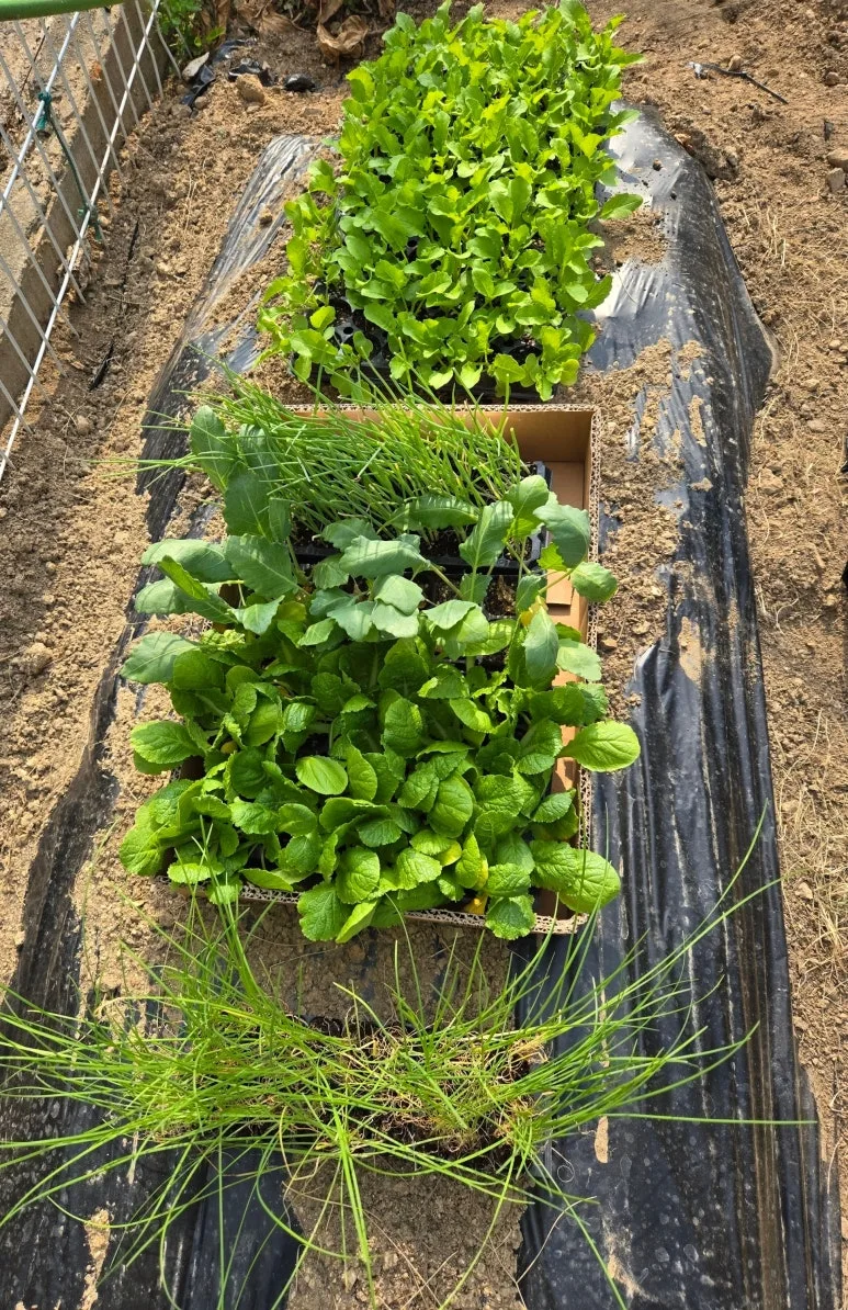 SE-c2629004-70b1-43ee-8460-7f7f4b608e57.jpg?type=w773