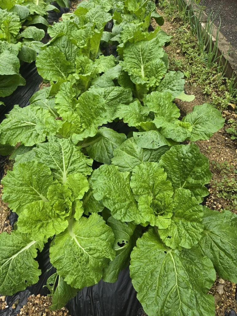 KakaoTalk_20250921_132047203_03.jpg?type=w773