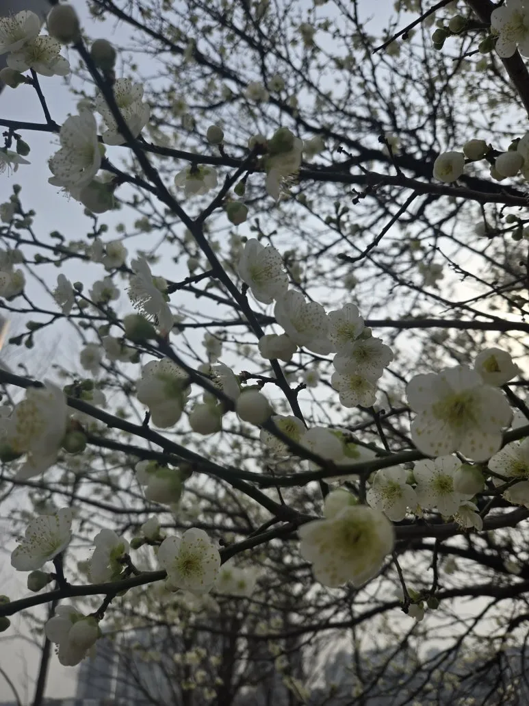 KakaoTalk_20250327_204226448_01.jpg?type=w773