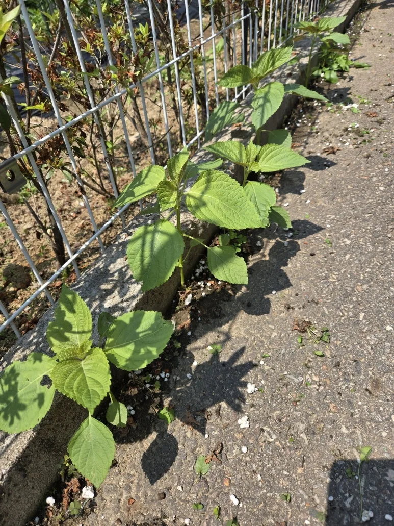 KakaoTalk_20250526_215558562_13.jpg?type=w773