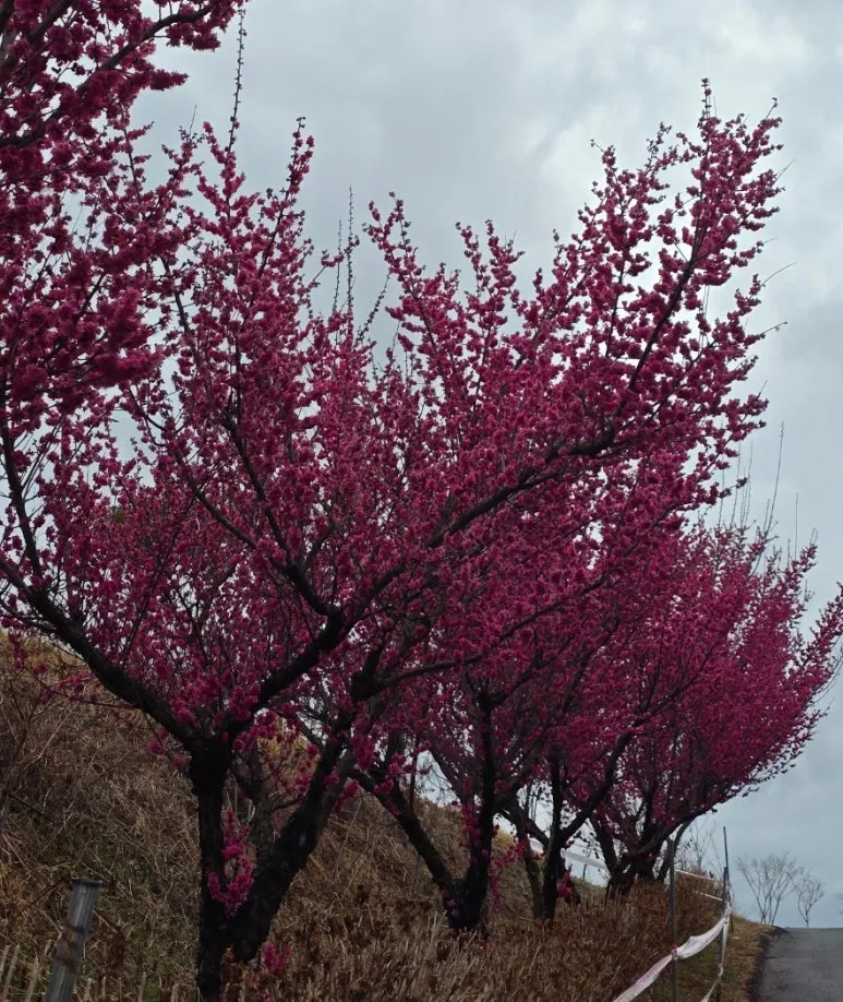 SE-ab2f8d8f-311a-499a-9fcd-aeb4d8f13953.jpg?type=w773