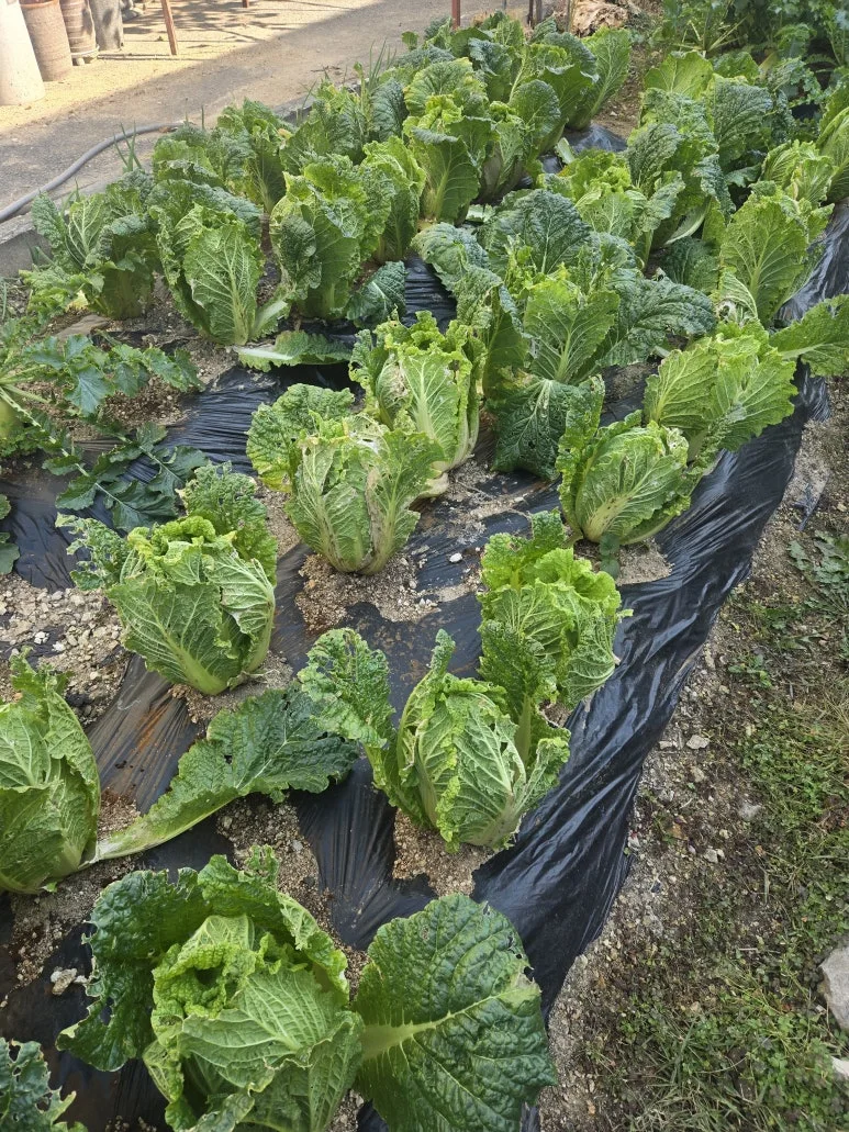 KakaoTalk_20251115_164541505.jpg?type=w773