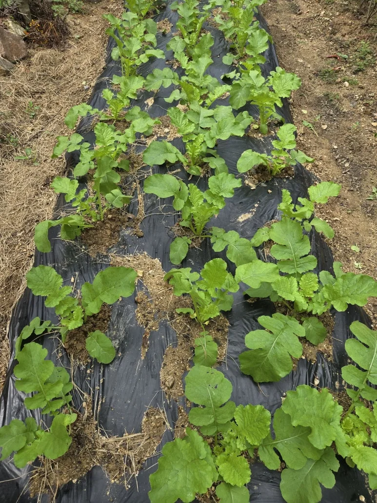 KakaoTalk_20240914_202202766_15.jpg?type=w773