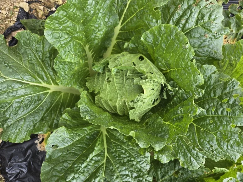 KakaoTalk_20251019_171322809_(1).jpg?type=w773