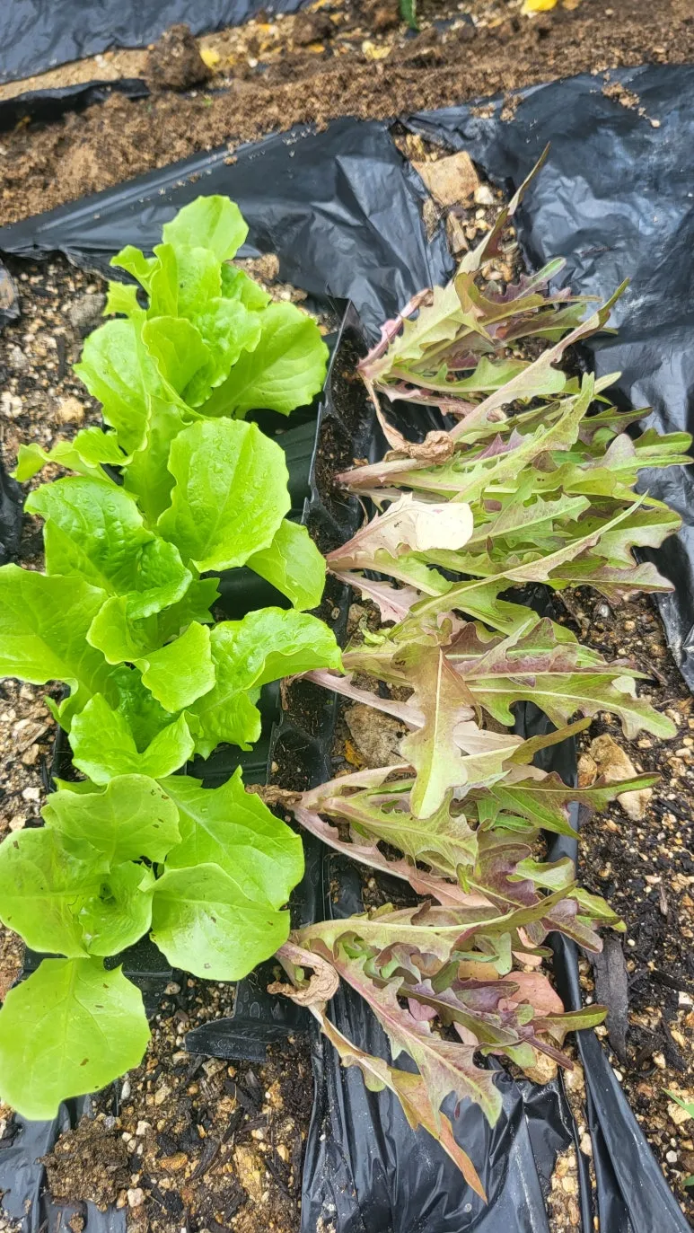 KakaoTalk_20240630_140913667_08.jpg?type=w773