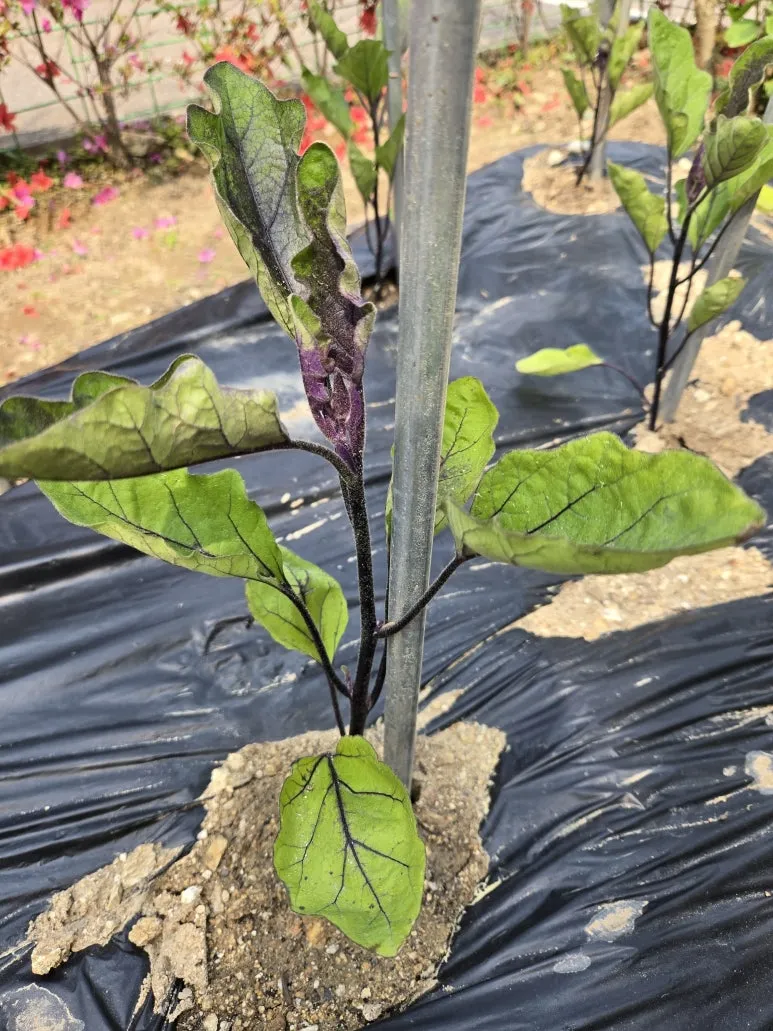 KakaoTalk_20250511_212312837_10.jpg?type=w773