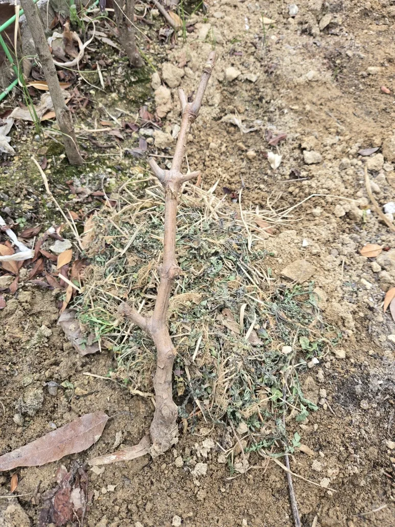 KakaoTalk_20250318_103705379_12.jpg?type=w773