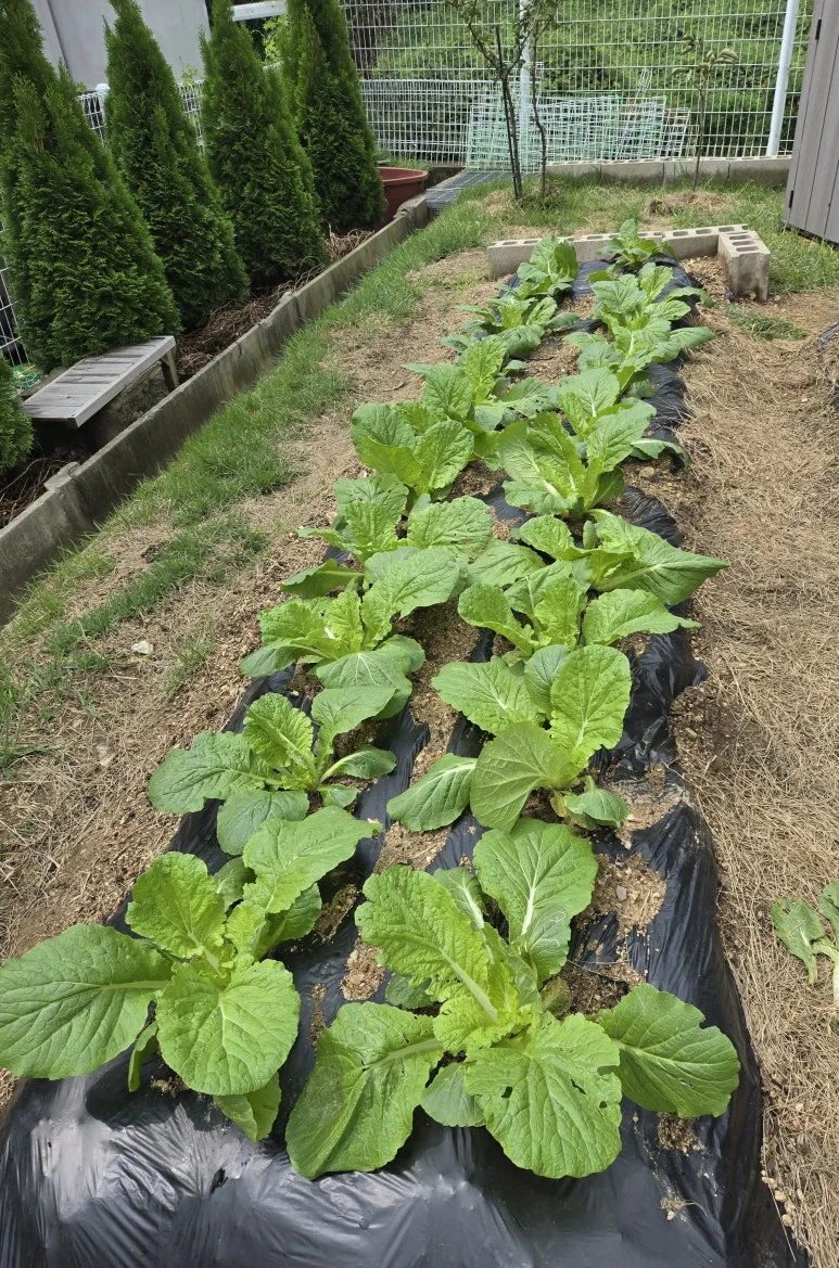 KakaoTalk_20240914_202250111_01.jpg?type=w773