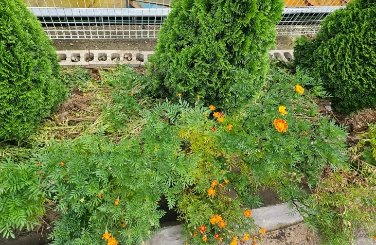 SE-8fad74fa-5b99-4a2d-b75f-0ed8b2c4a86e.jpg?type=w773