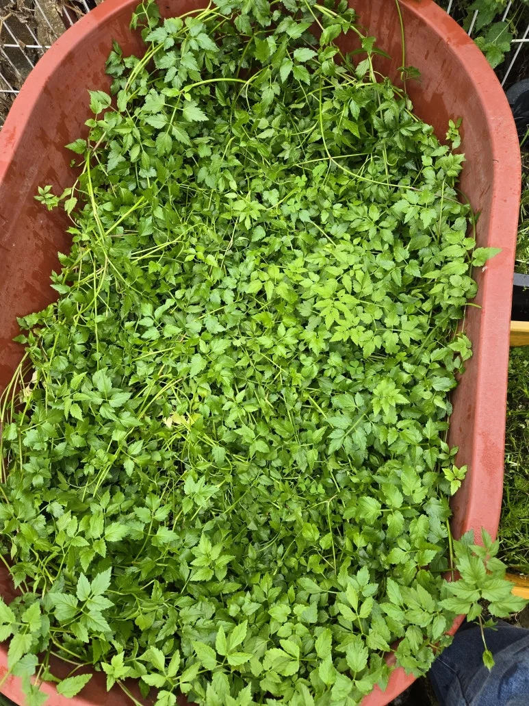 KakaoTalk_20241010_210747052_01.jpg?type=w773