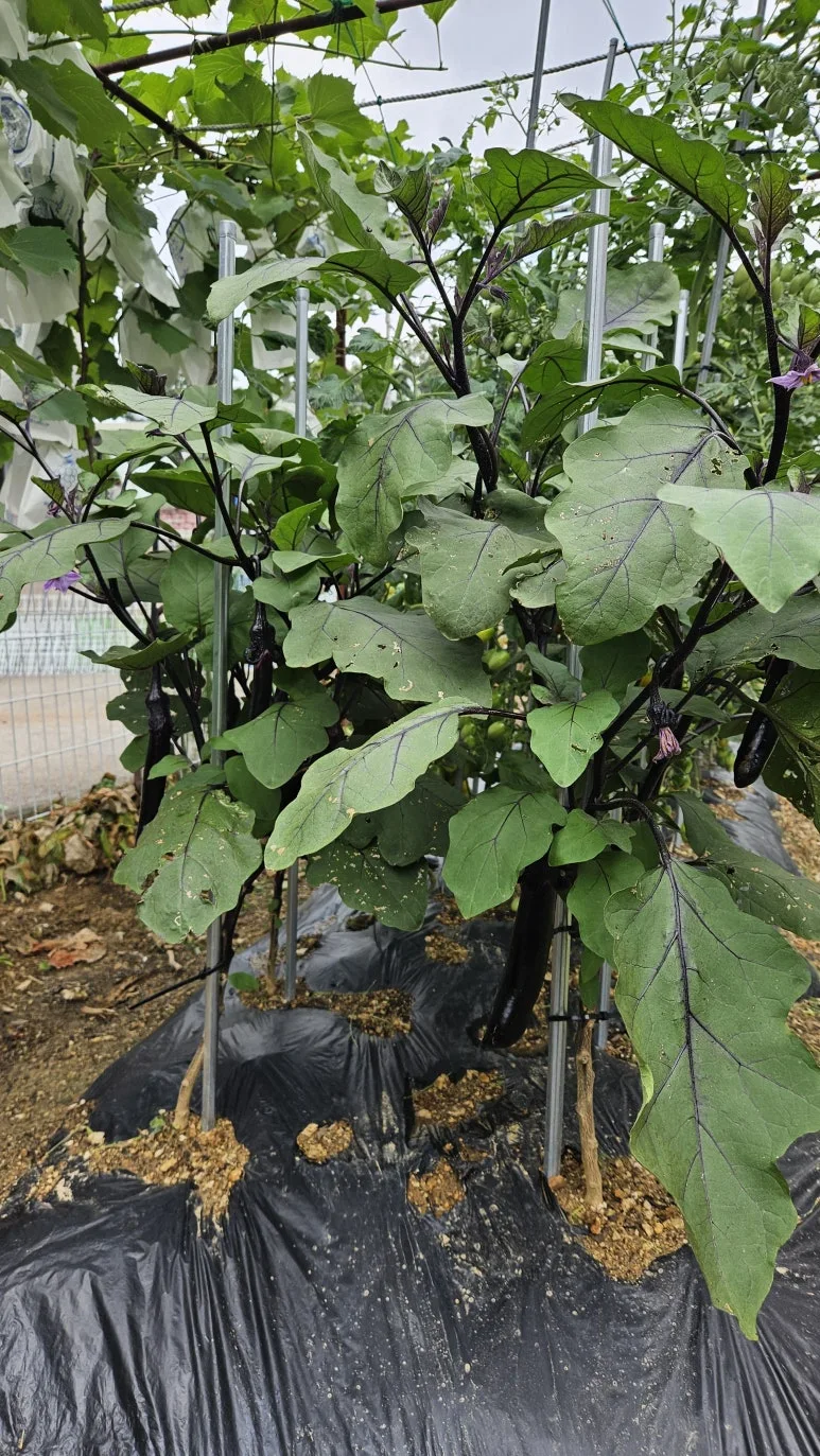 KakaoTalk_20240630_140727185_20.jpg?type=w773