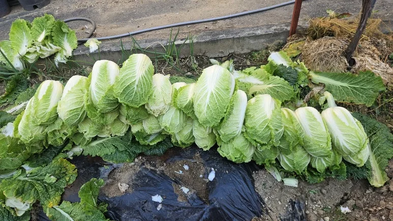 KakaoTalk_20251115_165908554_05.jpg?type=w773