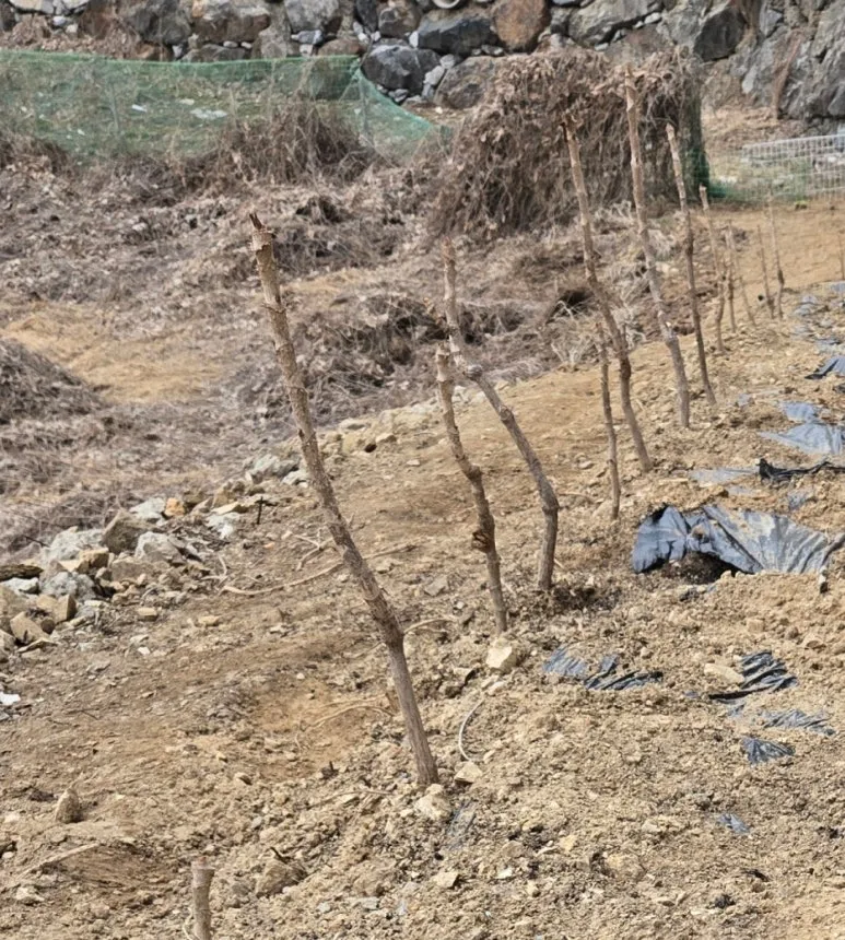 SE-a92326aa-6669-4007-aa94-f38faa4f9255.jpg?type=w773