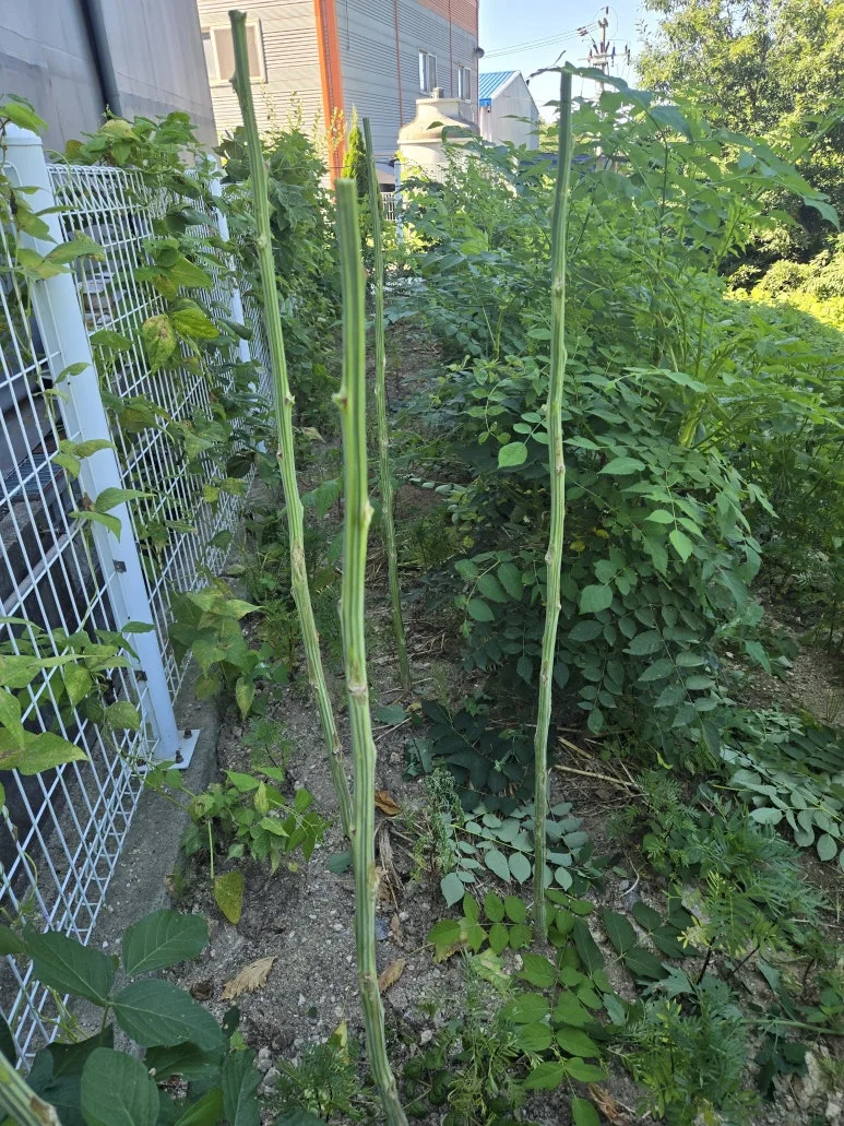 KakaoTalk_20250727_173346412_08.jpg?type=w773