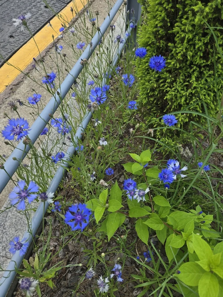 KakaoTalk_20250529_140215492_14.jpg?type=w773