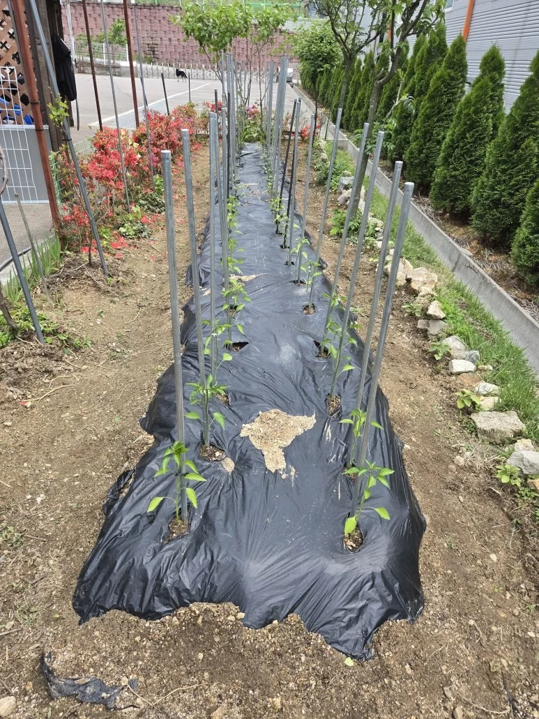 KakaoTalk_20250511_212312837_18.jpg?type=w773