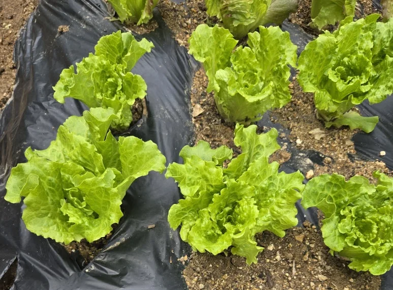 KakaoTalk_20250511_212312837_20.jpg?type=w773