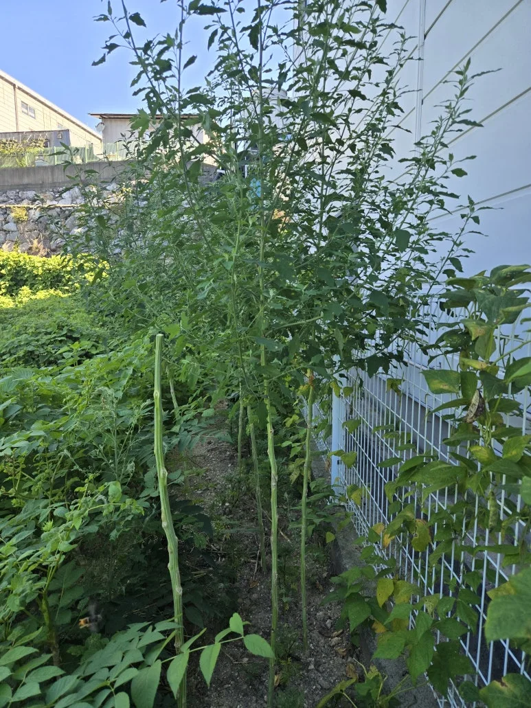 KakaoTalk_20250727_173346412_07.jpg?type=w773