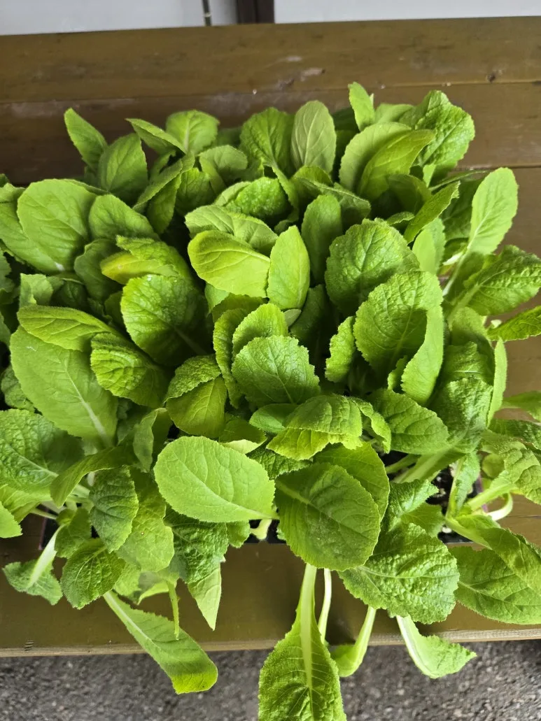 KakaoTalk_20250831_200757766_12.jpg?type=w773