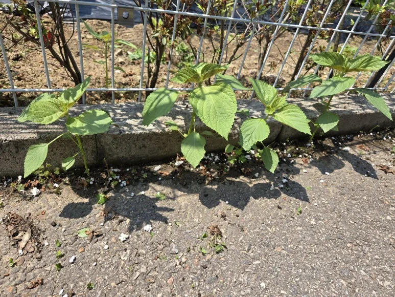 KakaoTalk_20250526_215558562_14.jpg?type=w773