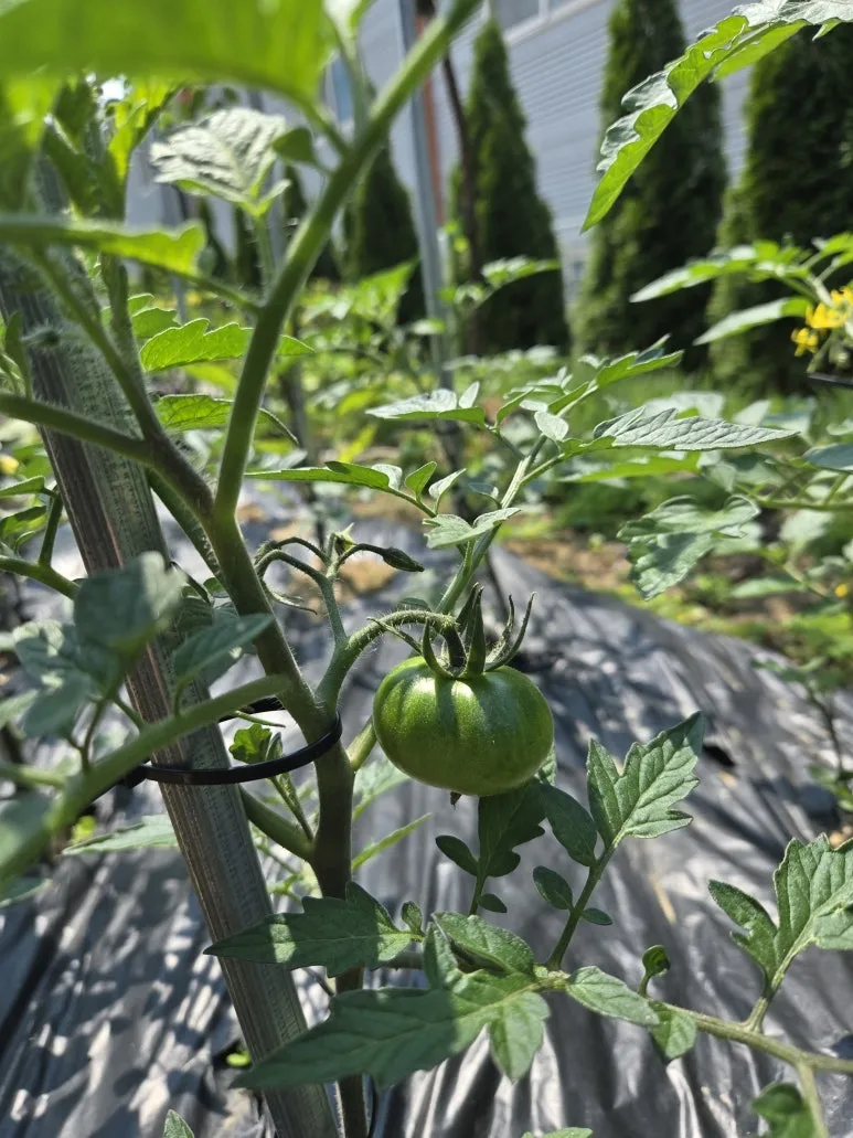 KakaoTalk_20250526_215558562_15.jpg?type=w773