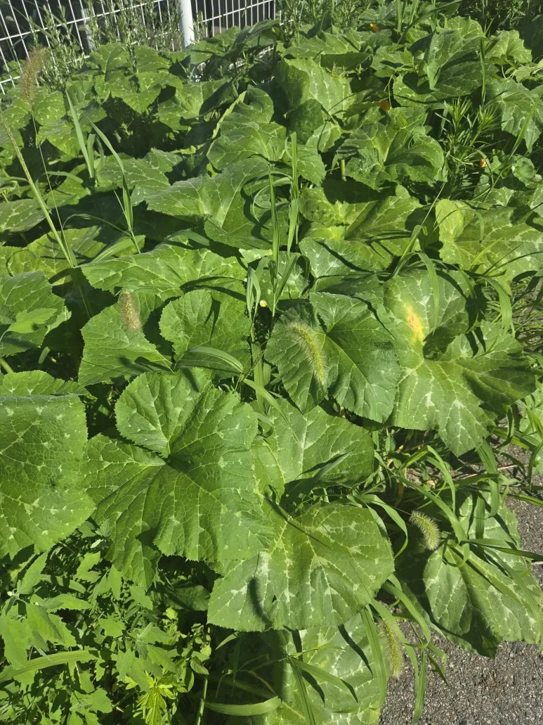 KakaoTalk_20250727_173346412_12.jpg?type=w773