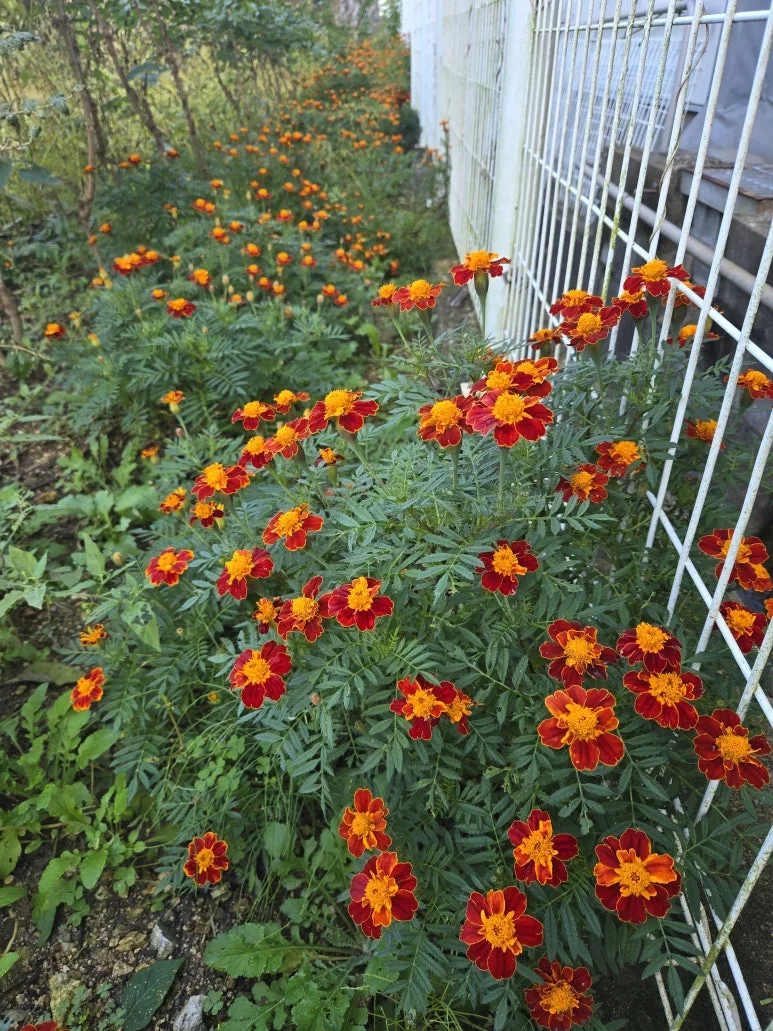 KakaoTalk_20251019_171322809_05.jpg?type=w773