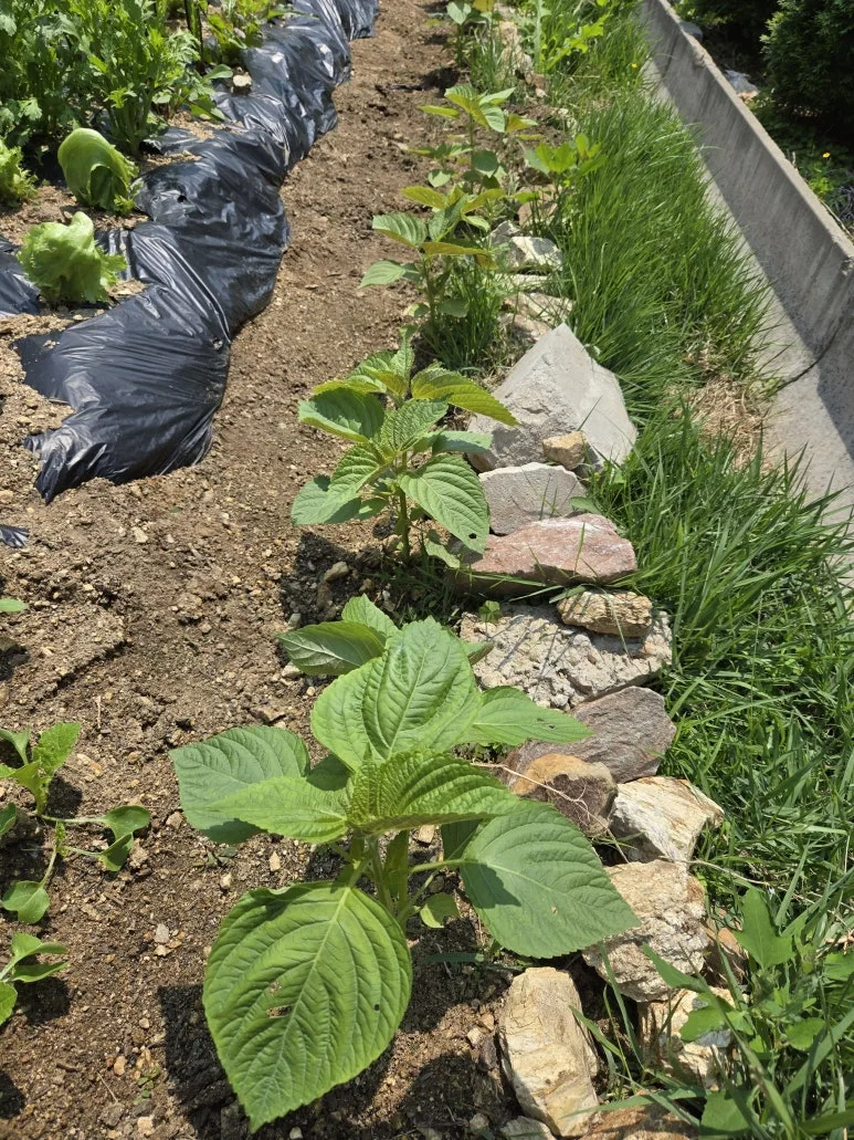 KakaoTalk_20250526_215558562_11.jpg?type=w773