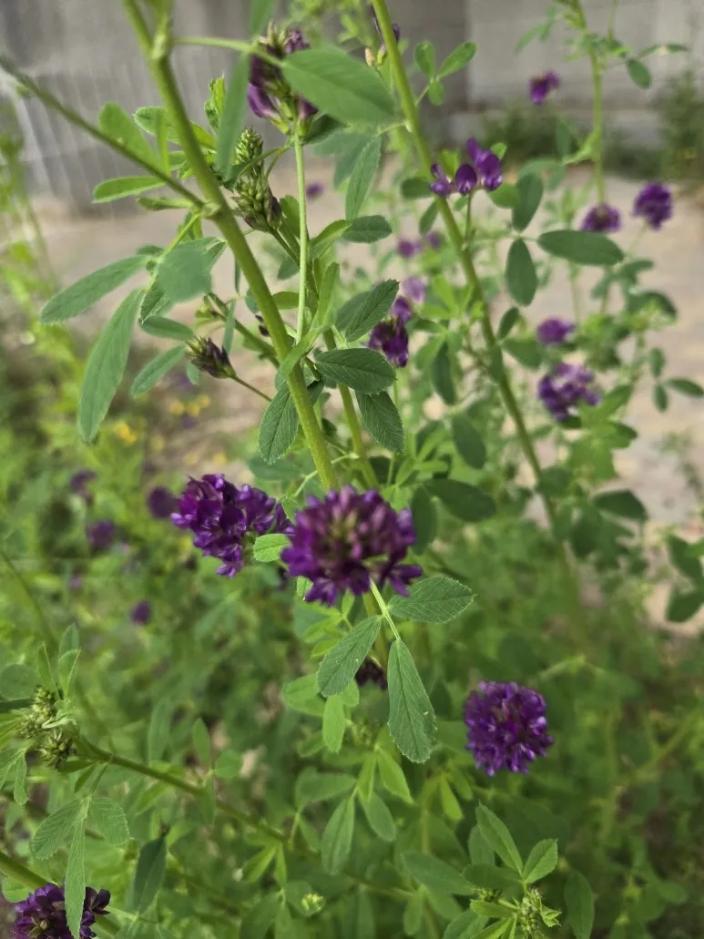 KakaoTalk_20250529_140215492_17.jpg?type=w773