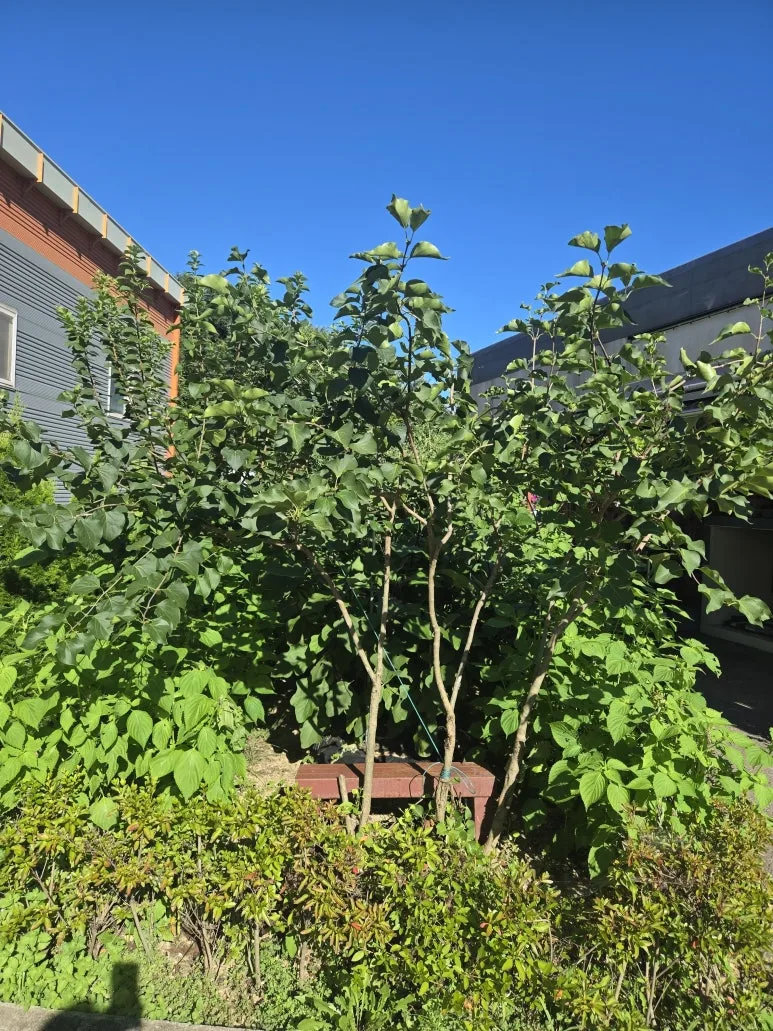 KakaoTalk_20250727_173346412_11.jpg?type=w773