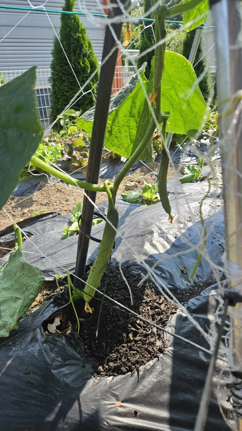 KakaoTalk_20250608_162401408_05.jpg?type=w773