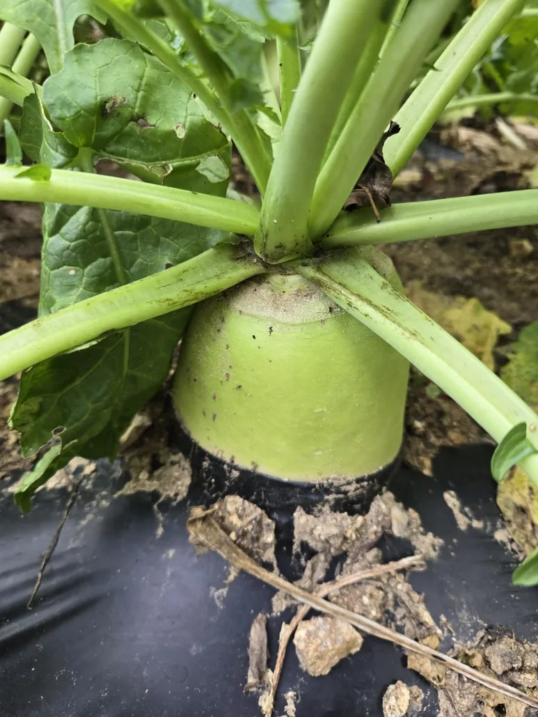 KakaoTalk_20241121_173517850_04.jpg?type=w773