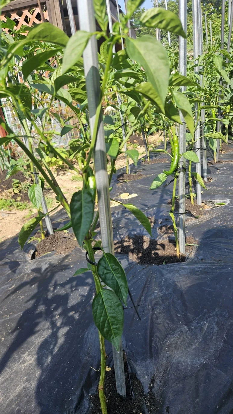 KakaoTalk_20250608_162401408_01.jpg?type=w773